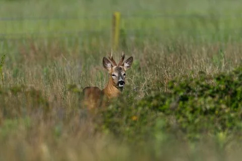 Roe Deer Sweet Stock Photos