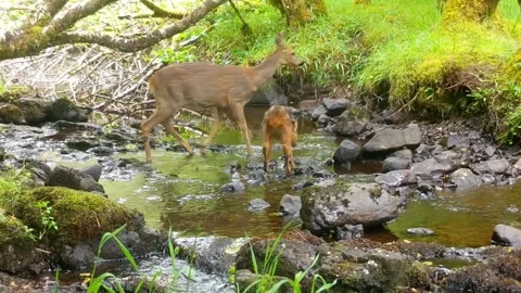 Roe Deer twins with mum chasing across the burn. Isle of Skye Stock Footage 245852987