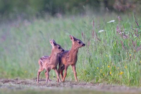 Roe deer twins Stock Photos
