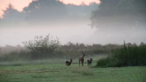 Roe deer with two cups standing in the meadow, fog, summer Stock Footage 82817668