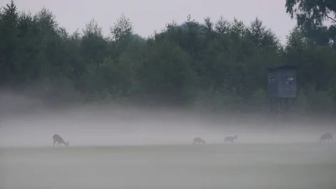 Roe deer with two cups standing in the meadow at fog, summer Stock Footage 83951036