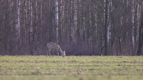 Roe deer under the birch forest, 4K slomo Stock Footage 171860106
