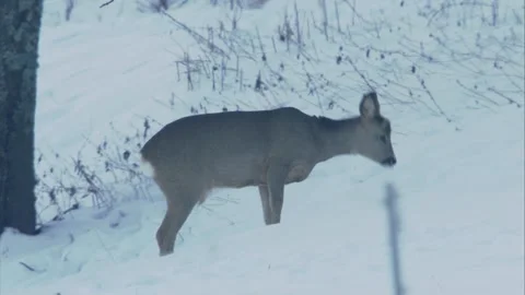 Roe deer under a tree in the snow Stock Footage 293055429