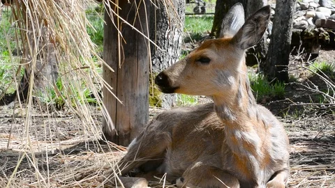ROE deer under a tree on a spring day Stock Footage 120228751