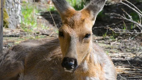 ROE deer under a tree on a spring day Stock Footage 120228911