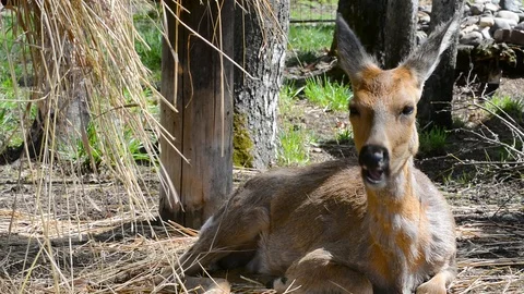 ROE deer under a tree on a spring day Stock Footage 120228933