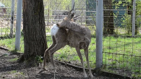 ROE deer under a tree on a spring day Video stock 120935224