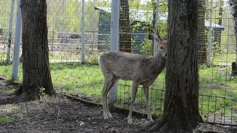 ROE deer under a tree on a spring day Video stock 120935226
