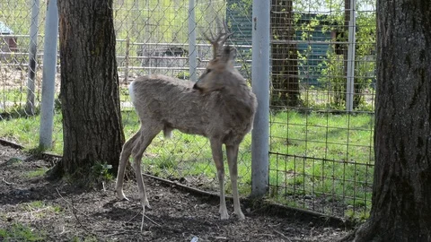 ROE deer under a tree on a spring day Video stock 120935481