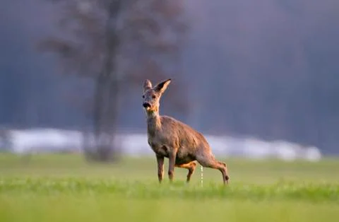Roe deer urinating Stock Photos