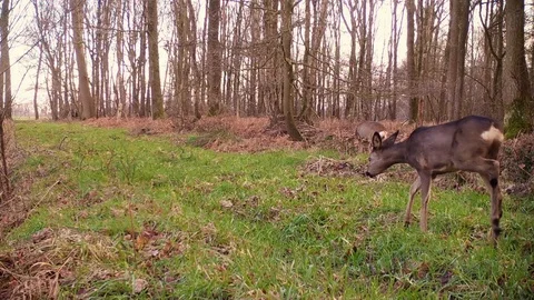 Roe deer walking and grazing on forest path. Stock Footage 86235338