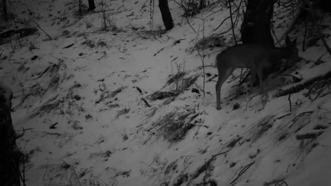Roe deer walking and running in the winter forest 06 스톡 동영상 130661419