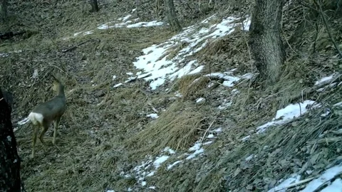 Roe deer walking and running in the winter forest 03 스톡 동영상 130661420