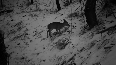 Roe deer walking and running in the winter forest 05 스톡 동영상 130661424
