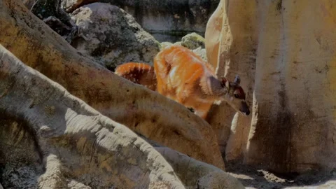 Roe Deer Walking to Drink Between Thick Trees (Close Shot) Stock Footage 306014295