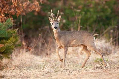 Roe deer walking on dry meadow in springtime nature Stock Photos