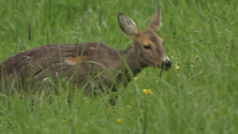 Roe Deer Walking In Field Video stock 243228886
