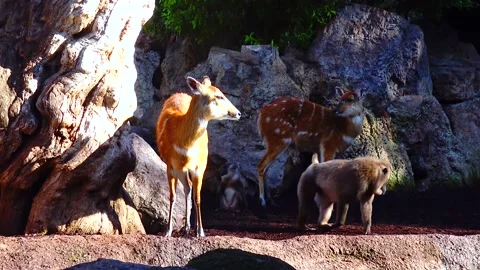 Roe deer walking on the grass Bioparc Valencia Stock Footage 233740343