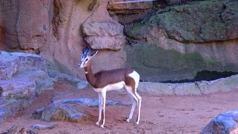Roe deer walking on the grass Bioparc Valencia Stock Footage 233742715