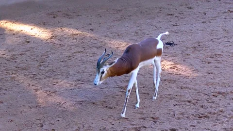 Roe deer walking on the grass Bioparc Valencia Stock Footage 233744035