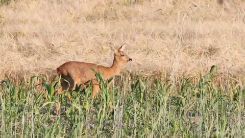 Roe deer walking on a meadow and hiding ( Capreolus capreolus ). European roe	 Stock Footage 338359531