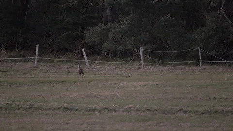 Roe deer walking onto meadow, standing alert at dusk. 4K 60fps. Vídeos de archivo 334124750