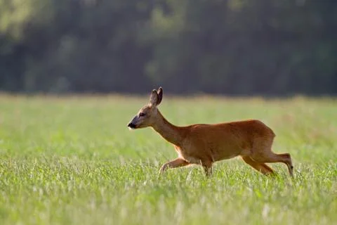 Roe deer walking Stock Photos