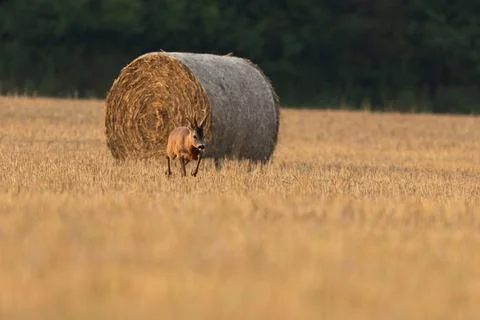 Roe deer walking on stubble with rounded bale of hey Stock Photos