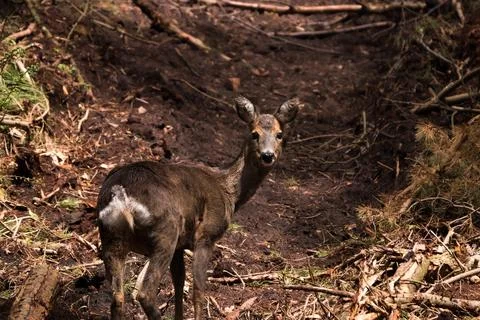 A Roe Deer walking through the Beacon wood in Penrith Cumbria. Stock Photos