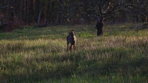 Roe deer walks away quietly as it looks around in a field of grass at sunset. Stock Footage