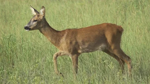 Roe deer walks in the meadow, close-up, 4K Stock Footage 221239074