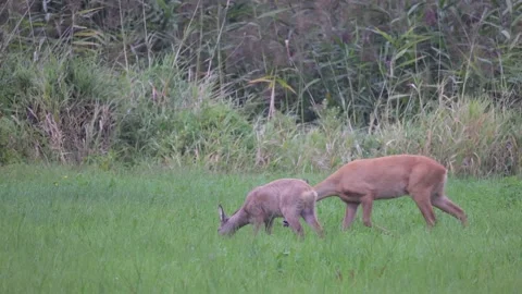 Roe deer walks over to the young roe deer, 4K slomo Stock Footage 169785759