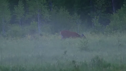 The roe deer walks through the grass in evening fog(Capreolus capreolus) Stock Footage 260958996