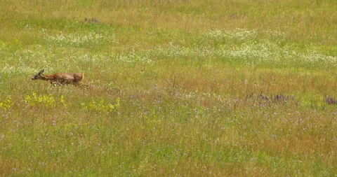 Roe deer walks through meadow and exits a scene while her baby fawn follows her Stock-Footage 262661454