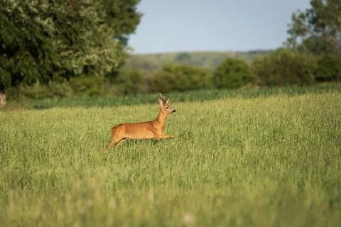 Roe deer walks through the meadow Stock Photos