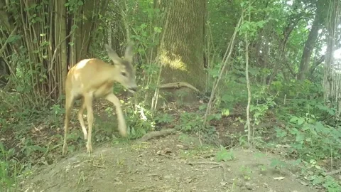 Roe deer walks in the woods Stock Footage 267553777