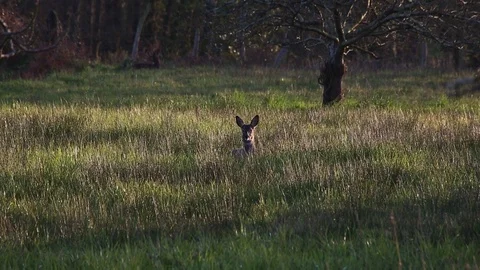 Roe deer watching alertly around a field of grass at sunset Stock Footage