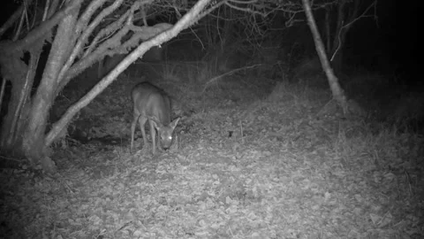 Roe Deer who is blind in one eye grazing in the forest. Isle of Skye Stock Footage 303595801