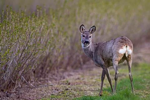 Roe-deer in the wild, in a clearing Stock Photos