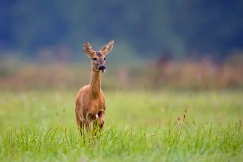 Roe-deer in the wild, in a clearing Stock Photos