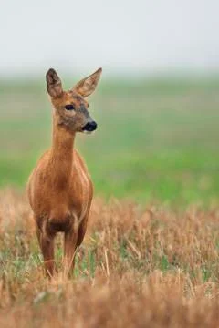Roe-deer in the wild, in a clearing Foto stock