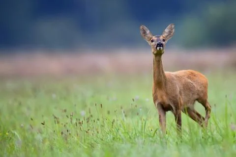 Roe-deer in the wild in a clearing Stock Photos