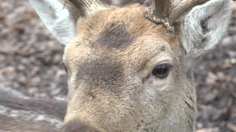 Roe Deer in the Wild. Closeup. 4K UltraHD, UHD Vídeos de archivo 60240242