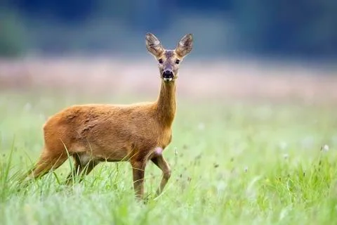 Roe-deer in the wild Stock Photos
