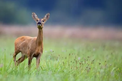Roe-deer in the wild Stock Photos