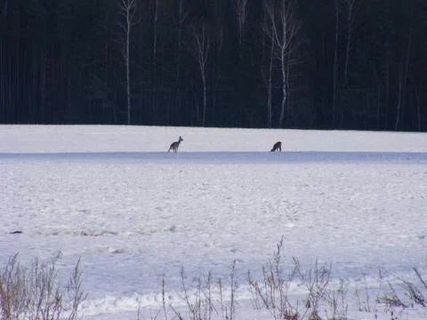 Roe deer, winter Belarus Foto stock