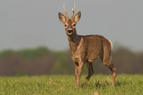 Roe deer in winter coating Stock Photos