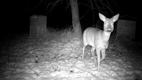 Roe deer in winter garden eats frozen apples Stock Footage 233278668