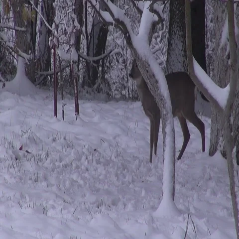 Roe deer in winter garden Stock Footage 69377494