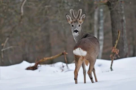 Roe deer in winter Stock Photos